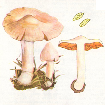 Іноцебе Патуйяра