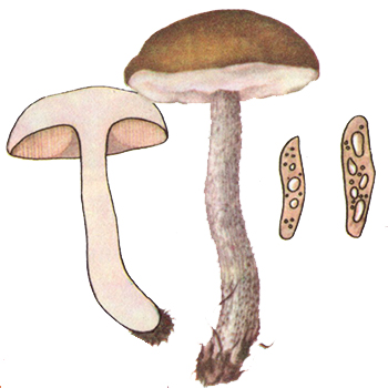 Березовик
