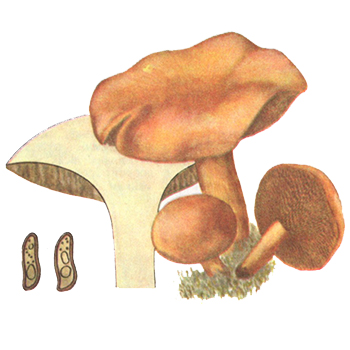 Козляк