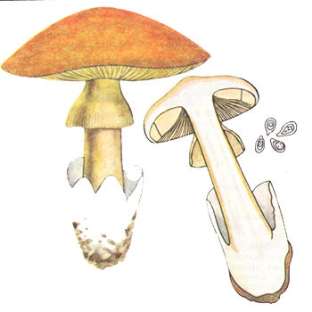 Мухомор Цезарів