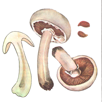 Печериця польова