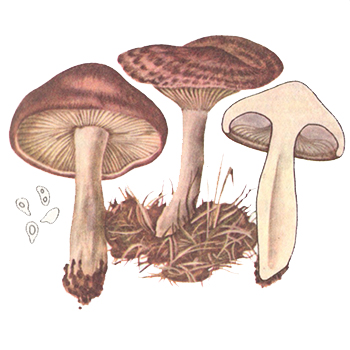 Рядовка коричнева