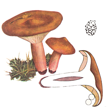 Хрящ-молочник гіркий