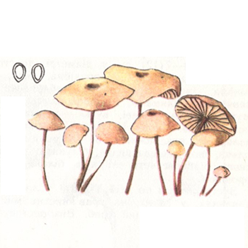 Часничник дрібний